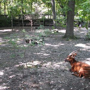 Africa - Bongo Exhibit