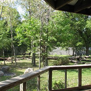 Africa - Gorilla Exhibit