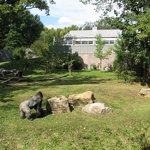 Africa - Gorilla Exhibit