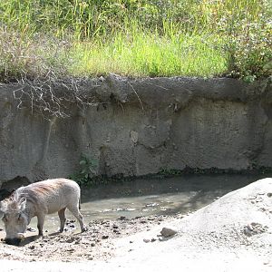 Africa - Warthog Exhibit