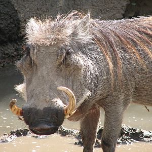 Africa - Warthog