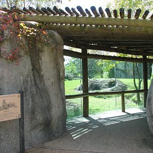 Africa - Cheetah Exhibit Viewing Area