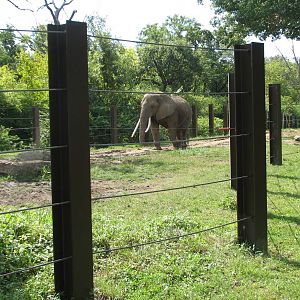 Africa - Elephant Exhibit
