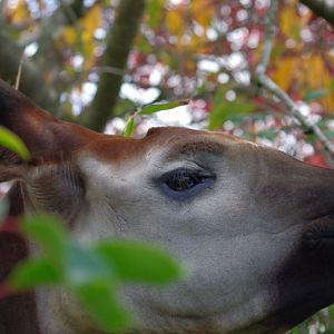 Chester Zoo - Okapi