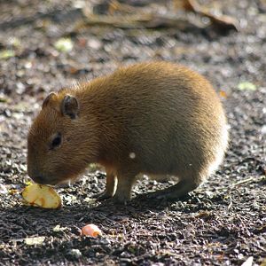 Chester Zoo - Capybara