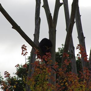 Chester Zoo - Spectacled Bear