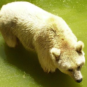 Syrian brown bear