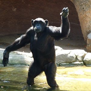 Chimpanzee - June 2009