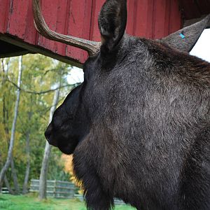 Autumn in Skanes Animal Park - Close encounter with young moose bull