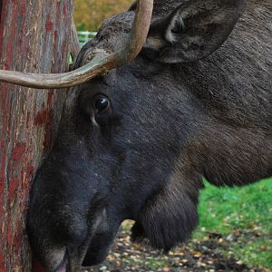 Autumn in Skanes Animal Park - Close encounter with young moose bull