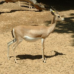 Dorcas Gazelle - June 2009