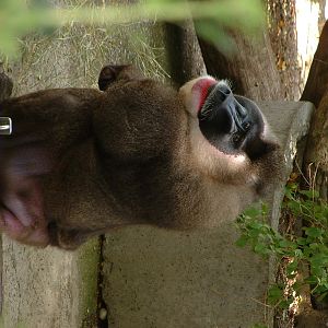 Male Drill 3 Barcelona Zoo - June 2009