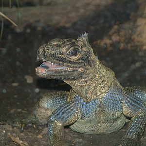Phillipine Sail-fin Lizard Terrarium Barcelona Zoo - June 2009