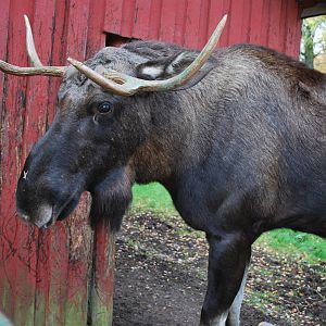 Autumn in Skanes Animal Park - Close encounter with young moose bull