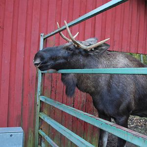 Autumn in Skanes Animal Park - Close encounter with young moose bull