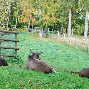 Autumn in Skanes Animal Park - More moose pictures
