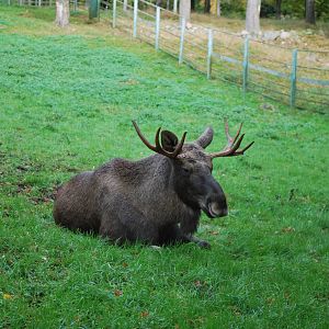 Autumn in Skanes Animal Park - More moose pictures