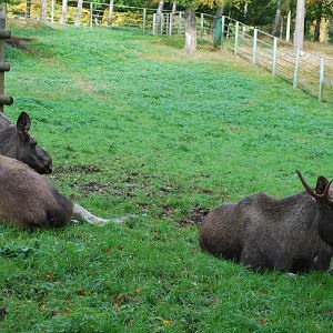 Autumn in Skanes Animal Park - More moose pictures