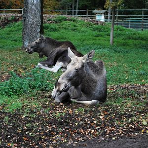 Autumn in Skanes Animal Park - More moose pictures