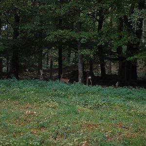 Autumn in Skanes Animal Park - roe deer enclosure