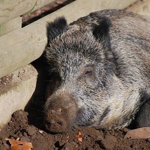 Autumn in Skanes Animal Park - wild boar enclosures