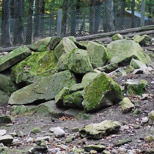 Autumn in Skanes Animal Park - wild boar enclosures