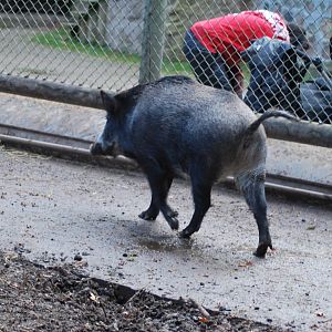 Autumn in Skanes Animal Park - wild boar enclosures