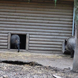 Autumn in Skanes Animal Park - wild boar enclosures