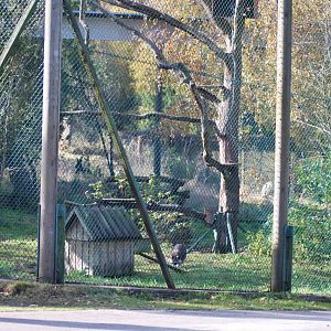 Autumn in Skanes Animal Park - racoon enclosure