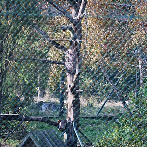 Autumn in Skanes Animal Park - racoon enclosure