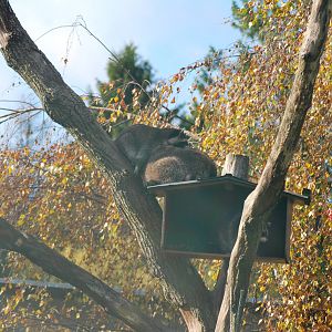 Autumn in Skanes Animal Park - racoon enclosure