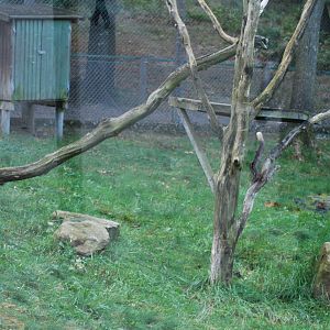 Autumn in Skanes Animal Park - details from the lynx enclosure