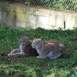 Autumn in Skanes Animal Park - lynx