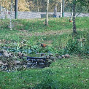 Autumn in Skanes Animal Park - big bird aviary