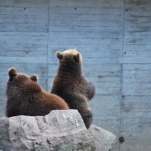 Autumn in Skanes Animal Park - mother bear and cubs were fed with carrots a
