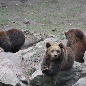 Autumn in Skanes Animal Park - mother bear and cubs were fed with carrots a