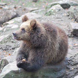 Autumn in Skanes Animal Park - mother bear and cubs were fed with carrots a