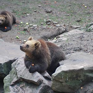 Autumn in Skanes Animal Park - mother bear and cubs being fed with carrots