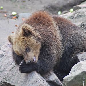 Autumn in Skanes Animal Park - mother bear and cubs being fed with carrots