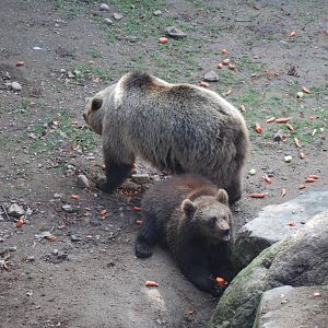 Autumn in Skanes Animal Park - mother bear and cubs being fed with carrots
