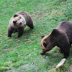 Autumn in Skanes Animal Park - brown bears in the adult´s enclosure being f