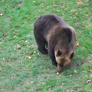 Autumn in Skanes Animal Park - brown bears in the adult´s enclosure being f