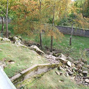 Autumn in Skanes Animal Park - adult brown bear enclosure