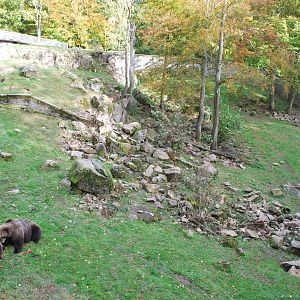 Autumn in Skanes Animal Park - adult brown bear enclosure
