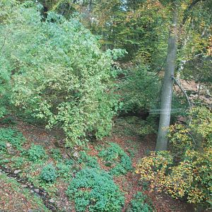 Autumn in Skanes Animal Park - the wolf enclosure