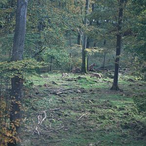Autumn in Skanes Animal Park - the wolf enclosure