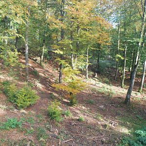 Autumn in Skanes Animal Park - the wolf enclosure