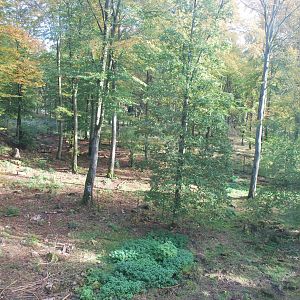 Autumn in Skanes Animal Park - the wolf enclosure