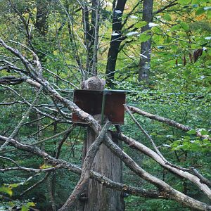 Autumn in Skanes Animal Park - European wild cat enclosure