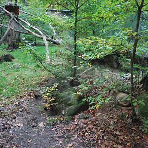 Autumn in Skanes Animal Park - European wild cat enclosure